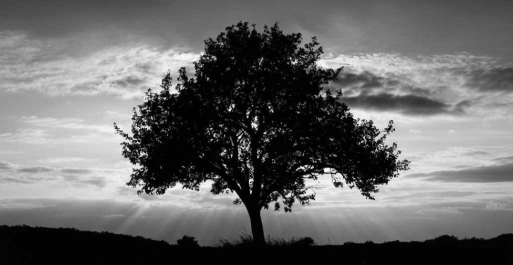 WhiteAcre Software Banner Image